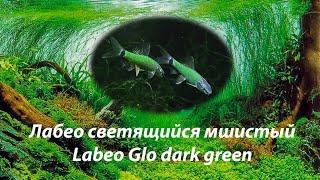 Лабео Гло мшистый / Labeo Glo dark green  #LabeoGlo#Epalzeorhynchosfrenatus#GloFish