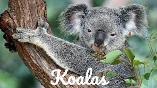 Relaxing Music For Stress Relief - Koalas - 3 HOURS of Calming Meditation Study Sleep Music