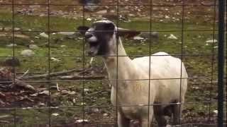 Rick Astley - Never Gonna Give You Up (Goat Version)