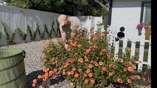 Big Plant Removal, Fall Cleanup || Visit Our Garden