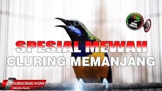 MASTERAN MURAI BATU SPESIAL BAJING CLURING MEMANJANG MEWAH BABLAS NGEBREN DASYAT ISTIMEWA