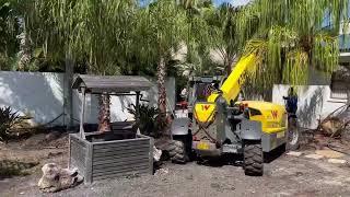 Fox Tail Palms/My New Trees/Large Palms and Trees Planted and Guaranteed/