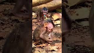 Pity baby monkey