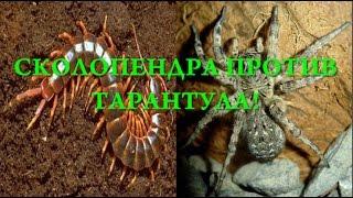 СКОЛОПЕНДРА ПРОТИВ ТАРАНТУЛА! CENTIPEDE VS TARANTULA!