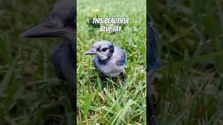 Rescued Blue Jay  #stunning #beautiful #birds