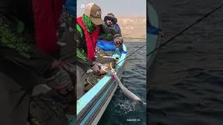 Ribbon/Belt fish attack #almeedar #fish #fishattack #beltfish #ribbonfish #fishbait