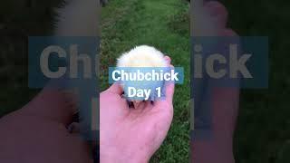 NFT Chicken - Chubchick . Day 1