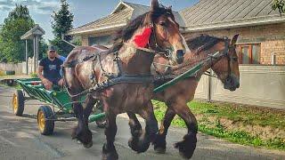 НАЙКРАСИВІША ПАРА АРДЕНІВ В УКРАЇНІ /THE MOST BEAUTIFUL PAIR OF ARDENNES HORSES