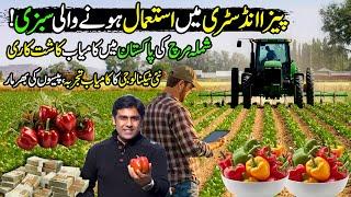 Capsicum (Shimla Mirch) Tunnel Farming in Pakistan | Kissan Ka Pakistan | Discover Pakistan