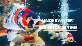 Koi Feeding Underwater Slow motion ( HD)