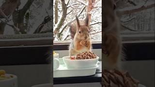 Бусинка обедает#белка #белочка #белки #животные #дружба #любовь #squirrel #animals #wildlife