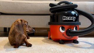 Helping mini dachshund overcome his fear of the vacuum