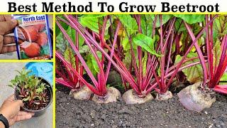 How To Grow Beetroot at Home (Seeds to Harvest)