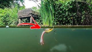 Pike Eat Frogs and Rats! Top Water Lure Fishing