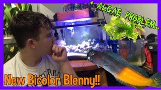 NEW* BICOLOR BLENNY!!