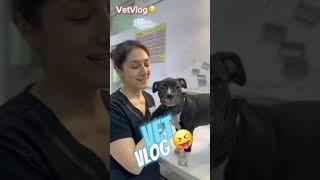 Аутоиммунное заболевание у щенка  #vet #dog #veterinary #animal