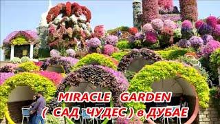 MIRACLE GARDEN  Сад чудес и цветов в Дубае 2025 г