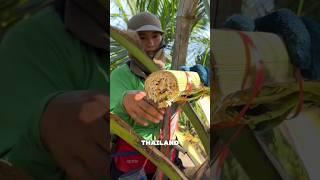 How Thai People Make Sugar from Coconut Flower Sap?