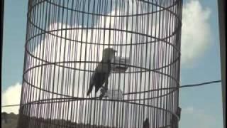jalak putih - Sturnus melanopterus (Black-Winged Starling)