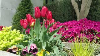 APRIL SHOWERS BRING MAY FLOWERS- TRANQUIL RELAXATION SOOTHING BACKGROUND MUSIC
