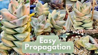 Cách Nhân Giống Sen Đá Moonglow | Succulents Propagation Australia #succulent #senda #sen #tips