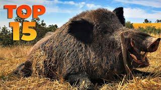 TOP 15 SNIPER WILD BOAR SHOTS, BEST HUNTING SCENES #hunting #wildboar