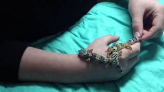 Two pet leopard geckos