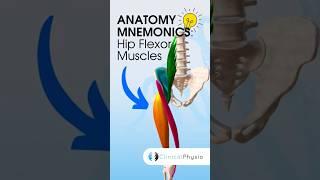 Hip Flexor Anatomy Mnemonics #anatomy #mnemonics #physicaltherapy  #physiotherapy