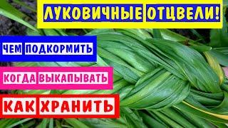 ЛУКОВИЧНЫЕ РАСТЕНИЯ: правильный УХОД ПОСЛЕ ЦВЕТЕНИЯ за нарциссами,тюльпанами,рябчиками,гиацинтами.