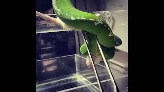 green snake eating ️#animals #wild #amazing #fight #snackcares4u#snake #asmr #birds #shorts