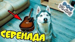 DOGVLOG: ХАСКИ ПОЕТ и ИГРАЕТ НА ГИТАРЕ! Говорящая собака