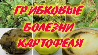 Грибковые болезни картофеля. Признаки болезни, как распространяется, где развивается Методы лечения!