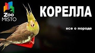 Корелла - Все о виде попугаев | Попугай вида - Корелла