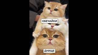 Котосхема корпуса реактора