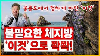 살이 안빠진다고요? 내장지방, 피하지방 면적 감소 지표 확인된 울릉도에서 자란 '이것' 먹어보세요.