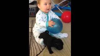 ADORABLE! Puppy playing and running rings around baby Louie