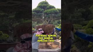 pot bonsai di pecah lagi #inspirasibonsai