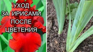 УХОД ЗА ИРИСАМИ В ИЮЛЕ ПОСЛЕ ЦВЕТЕНИЯ. Обрезка, прореживание, подкормка, полив