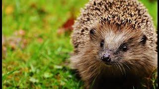 Enchanting Facts About Hedgehogs
