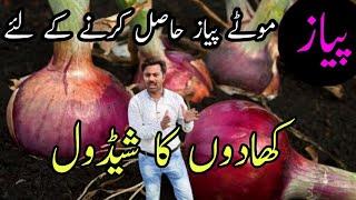 Fertilizers plan for onion crop | How to apply fertilizers in onion field | Abid Ali Agrarian