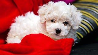 The Best Toys for Bichon Frise: Interactive, Plush, & Sound-Making Toys!