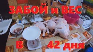 ЗАБОЙ и ВЕС БРОЙЛЕРОВ в 42 ДНЯ.