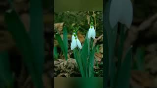 Snowdrop Photography: The Secret to Capturing Winter Beauty #shorts