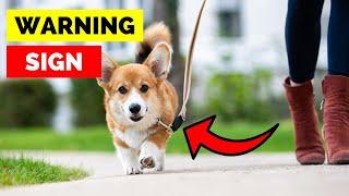 STOP Doing These 10 Things on Your Dog Walks NOW!