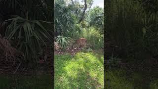 #dear￼ #Doe #Bambi ￼￼#LifeIsGood #FrippIsland #Working #LifeIsGood #Peaceful ￼