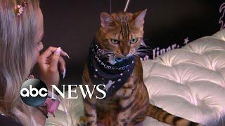 CatCon 2019: World's most famous Instagram cats and feline lovers gather I Nightline