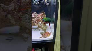 Mantis Shrimp VS Big Crab! 