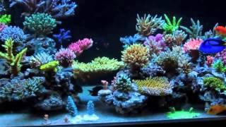 All-In-One-Biopellets