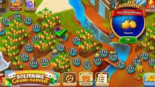 TIME TO HARVEST THE TOMATO! SOLITAIRE GRAND HARVEST LEVEL 5241-5244