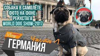 В Германию с собакой/Обман при прокате авто/World Dog Show/Chubaka Vlog!